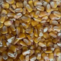 ذرت برزیلی درجه یک یک