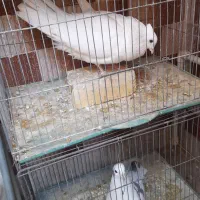 نر سفید کاکلی دستی