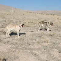 عراقی اصیل|سگ|صوفیان, |دیوار