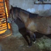اسب|حیوانات مزرعه|سربند, |دیوار
