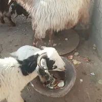 بزوبزغاله|حیوانات مزرعه|دورود, |دیوار