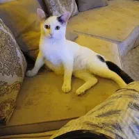 واگذاری گربه