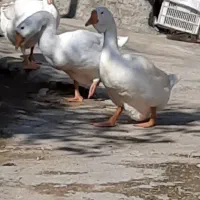 قوغاز اکراینی|حیوانات مزرعه|سورک, |دیوار