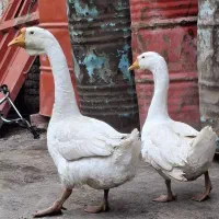 قوغاز