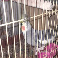 عروس هلندی