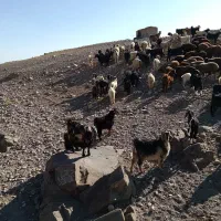 چندراس بزفروشی|حیوانات مزرعه|مشهد, شهرک شهید باهنر|دیوار