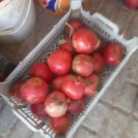 انار سالم و ترکیده فروشی