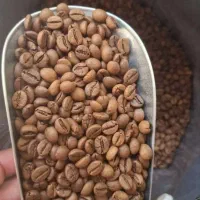 فروش انواع دان سبز و رست شده قهوه با قیمت عمده
