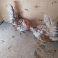 جاپنیز جوجه خروس