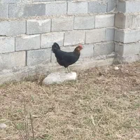 2عددمرغ تخم گذار و جوجه محلی اصل