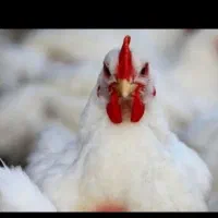 وسایل فروش مرغ زنده