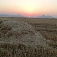 کاه گندم