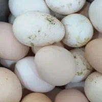 تخم مرغ گلین نطفه دار تازه
