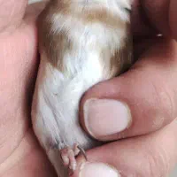 ماده سهره چونه سفید