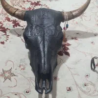 جمجمه هاردی۹۰۰