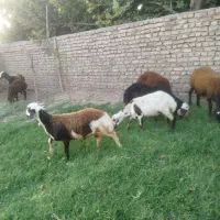 بره نر هترو