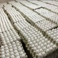 پخش عمده تخم مرغ روز