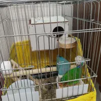 طوطی برزیلی جفت مولد