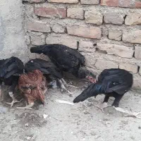 جوجه لاری|حیوانات مزرعه|مینودشت, |دیوار