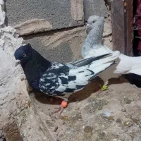 کله|پرنده|قوچان, |دیوار