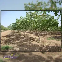 نیازمند باغبان و ابیار