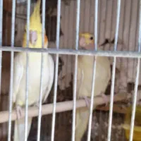 شهرک چمران|پرنده|چمران, |دیوار