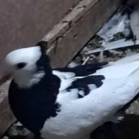 111111|پرنده|زبرخان, |دیوار
