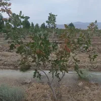 فروش و تهاتر باغ پسته اقساط|فروش زمین و ملک کلنگی|کوهنجان, |دیوار