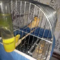 بچم تازه به دنیا اومده به پرنده حساسیت داره|پرنده|محمدیه-قزوین, |دیوار