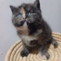 واگذاری|گربه|برازجان, |دیوار