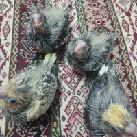 جوجه عروس هلندی