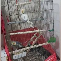 جفت عروس هلندی|پرنده|شوش, |دیوار