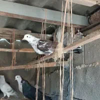 فروش کبوتر