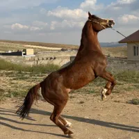 مادیون پرخون