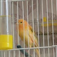 ماده ردفاکتور به همراه دو عددنر