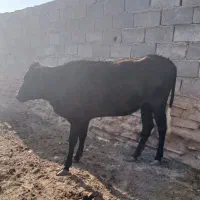 گوساله ماده
