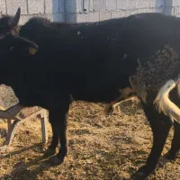 گوساله ای نر محلی|حیوانات مزرعه|خرم‌آباد (تنکابن), |دیوار