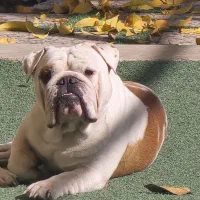 سگ بولداگ نر جفت یابی