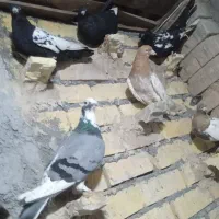 کفتر بوم رنگه المانی جفت گاه پرشی|پرنده|قلندر آباد, |دیوار