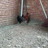 مرغ و خروس پاپر کلاه دار