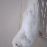 یک عدد کبوتر نوک ریز جس نر پشتار قد بلند|پرنده|میانه, |دیوار