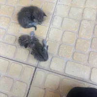 واگذاری رایگان گربه
