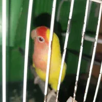 کوتوله دستی