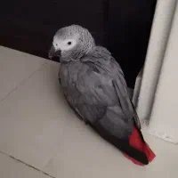 کاسکو ماده 9ساله|پرنده|کرج, کوی امامیه|دیوار