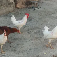 خروس سفید