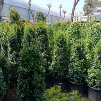 یاس هلندی هرمی|گل و گیاه طبیعی|تهران, عباسآباد|دیوار