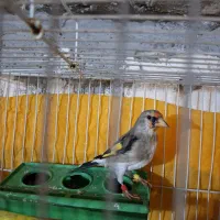 سهره نر تازه صاف و ریز و درشت میخونه