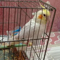 عروس هلندی|پرنده|شیراز, حومه شیراز|دیوار