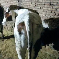 گوساله،تلیسه پای کل