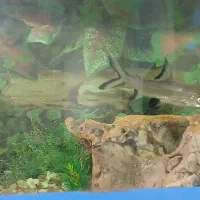 Sliver Sh-ark|ماهیگیری|یزد, |دیوار